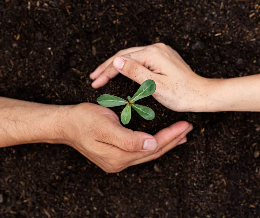 Hands cupping a seedling in dark soil